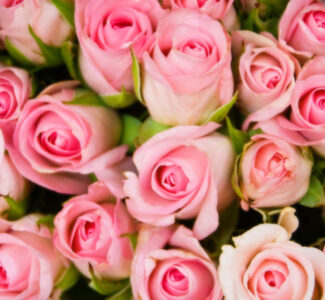 In Basket: March 2012 Image